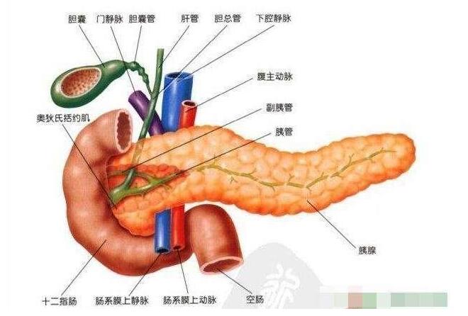 在我們身體胃的後方有個細長條的器官,橫著搭在腹腔的後上方